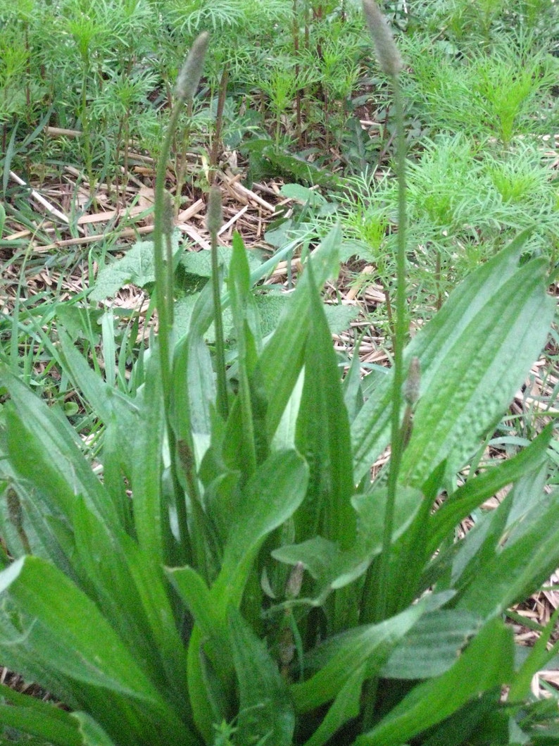 Herbal Green Salve, children, elderly, pets, Herbal oils, Plant Allies, chamomile, chickweed, plantain image 4