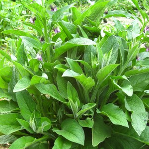 Herbal Green Salve, children, elderly, pets, Herbal oils, Plant Allies, chamomile, chickweed, plantain image 3