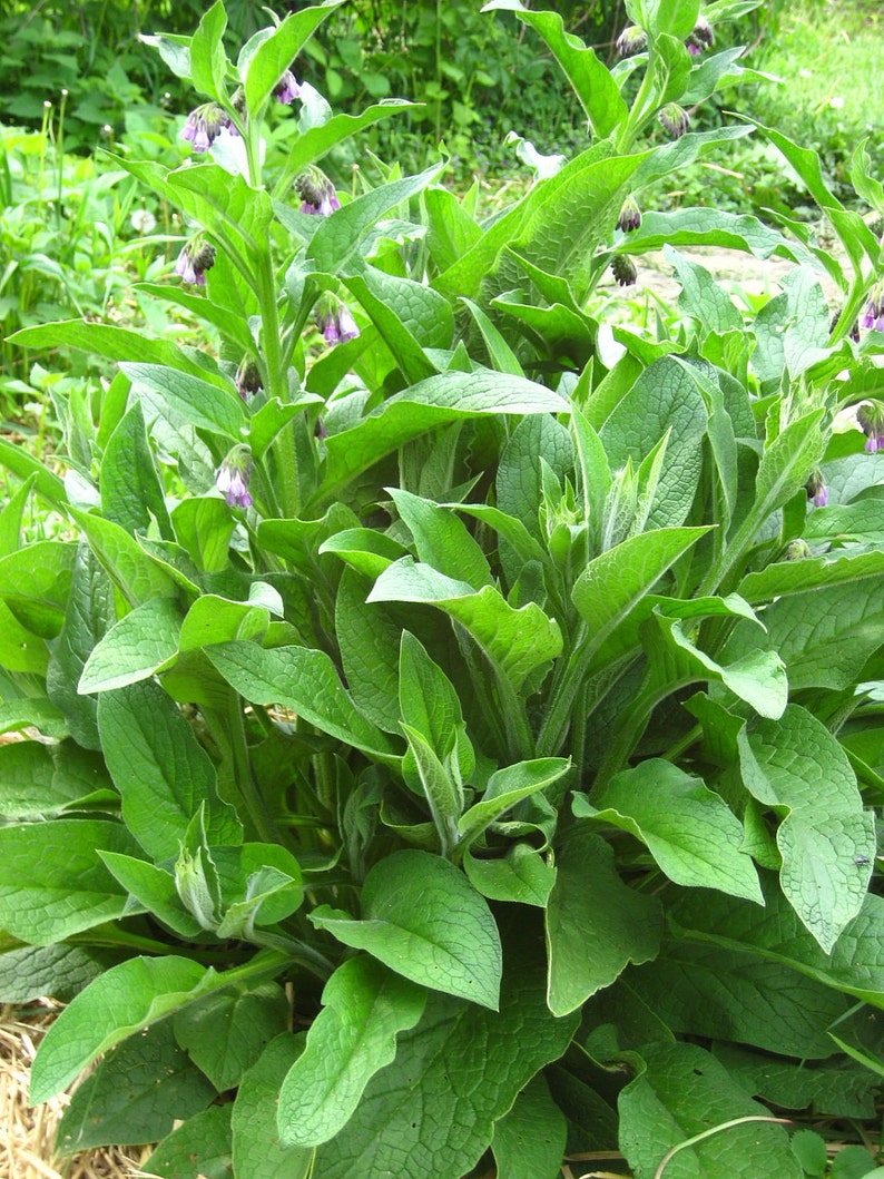 Herbal Green Salve, children, elderly, pets, Herbal oils, Plant Allies, chamomile, chickweed, plantain image 3