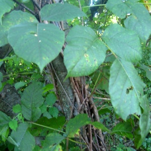 Jewelweed Vinegar Spray, Poison Ivy, Stinging Nettles image 4