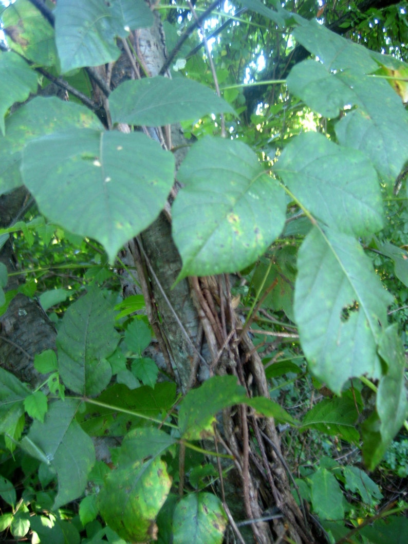 Jewelweed Vinegar Spray, Poison Ivy, Stinging Nettles image 4