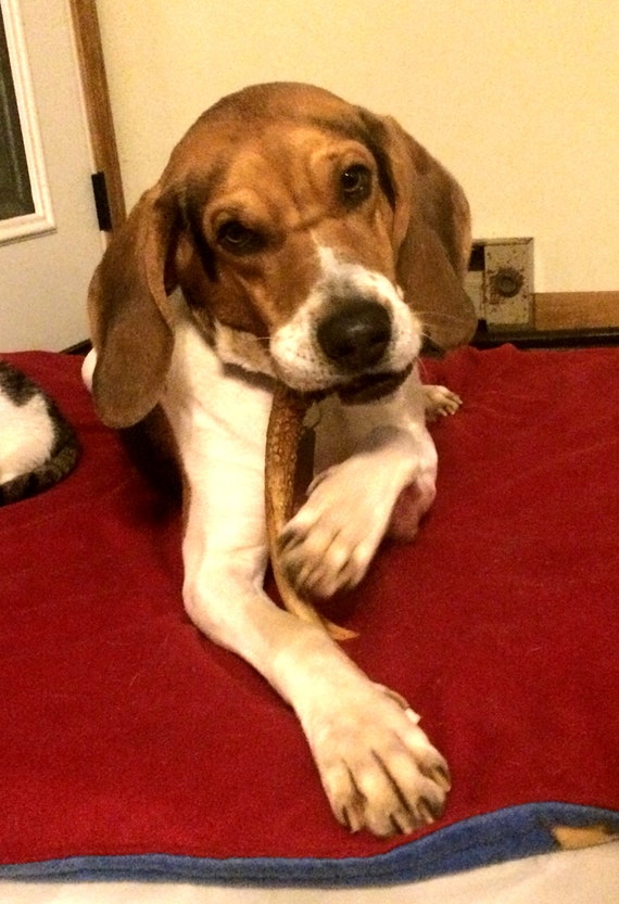 Is Vegetable Glycerin Safe For Dogs