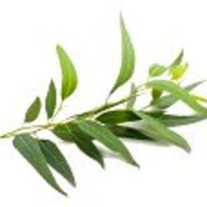 Air, Linen Spray, Eco Friendly Lemon and Eucalyptus or Lemon and Pine, Room Freshener, Non-Aerosol Spray image 3