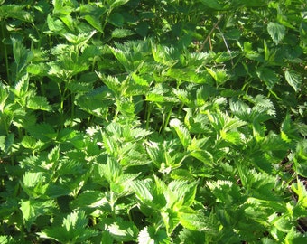 Hair Oil, Beard Oil, Nettles Infused Unrefined Jojoba Oil Treatment, You choose scent blend
