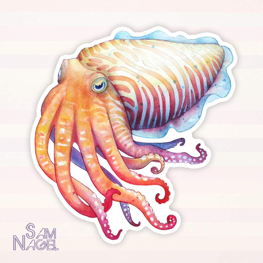 Cuttlefish - Vinyl Sticker - Etsy