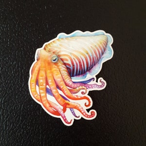 Cuttlefish - Vinyl Sticker - Etsy
