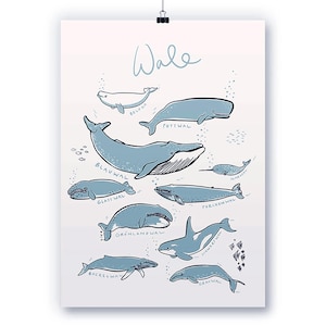 Póster tipográfico A3 "Ballenas"