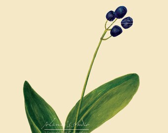 Blaue Perle - Vintage Botanical - Aquarell Illustration - Print & Cut - Digital Download - Boho Ästhetik - Cottagecore - Jolena's Studio