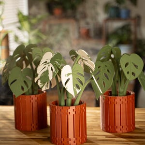 May include: Three decorative potted plants with green and white leaves in terracotta-colored pots. The pots have a vertical slat design. The plants are arranged on a wooden surface.
