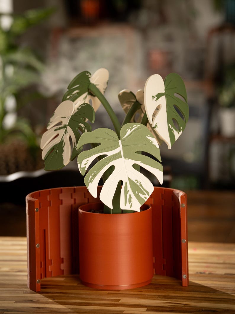 May include: A decorative Monstera plant with green and white leaves in a terracotta-colored pot. The plant is surrounded by a matching terracotta-colored, curved, slotted screen. The plant is on a wooden surface.
