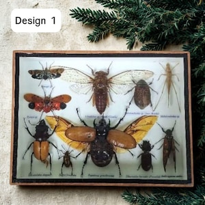 Framed Insect Collection – Real Beetles & Cicadas, Entomology Specimen Display in Wooden Glass Frame 5x7