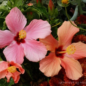 Hibiscus - Option: 4x6 Print Only or Blank Photo Card