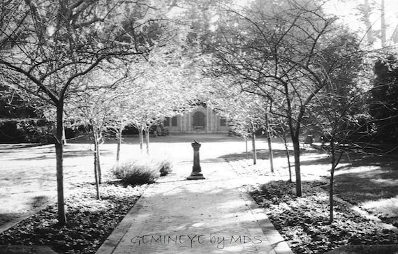 Shakespeare Garden Golden Gate Park San Francisco 4x6 Photo Etsy