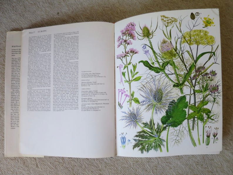 Wild Flowers of the World Paintings Book by Barbara Everard Etsy