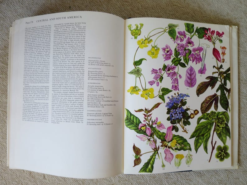 Wild Flowers of the World Paintings Book by Barbara Everard Etsy