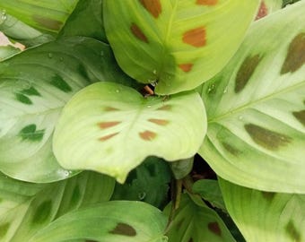 Prayer Plant – Live Indoor Houseplant in 4 Inch Pot