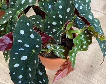 Artificial Begonia Plants – Faux Polka Dot Greenery  (2 Pack)