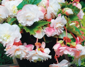 Bulbos de begonia Angelique – Flores fragantes para macetas en jardines de sombra