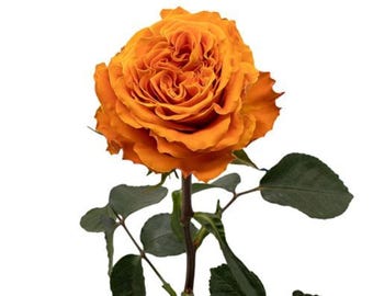 Real Touch Orange Garden Roses – Artificial Long Stem Faux Flowers (3 Pack)