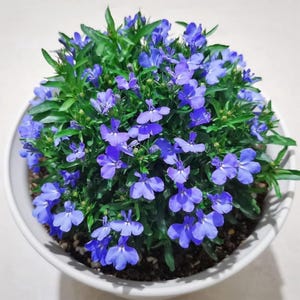 May include: A potted plant with blue flowers and green leaves. The flowers are a vibrant blue, and the plant is in a white pot. The plant has a rounded shape, and the flowers are clustered together. The pot is white ceramic.