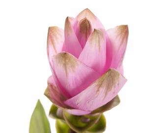 Artificial Ginger Lily Flower Stems – Pink Faux Tropical Flowers (2 Pack)