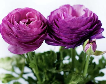 Artificial Purple Ranunculus Flowers – Real Touch Silk Bouquet