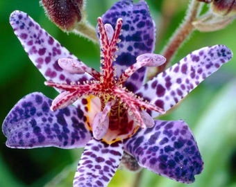 Blue Wonder Toad Lily Root – Shade Loving Perennial Flower Root for Outdoor Gardens