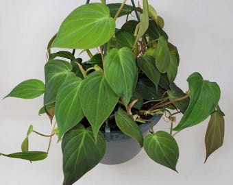Philodendron Live Plant – Heart Leaf Sweetheart Houseplant in 4 Inch Pot