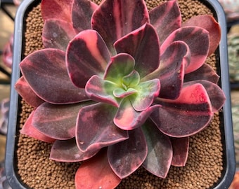 Aeonium Live Succulent – Rare Potted House Plant in 4" Planter