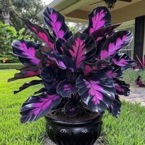 Caladium Black - Etsy