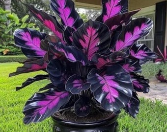 Graines de Caladium noir pourpre – Feuillage exotique de jardin et plantes d'intérieur