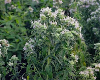 Fjällmyntfrön – Vildblommande växter