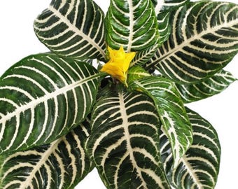 Zebra Plant Live Houseplant – Aphelandra in 4 Inch Pot