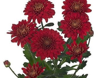 Fiori di dalia artificiali rosso scuro – Mazzi di fiori in seta a stelo lungo (confezione da 8)