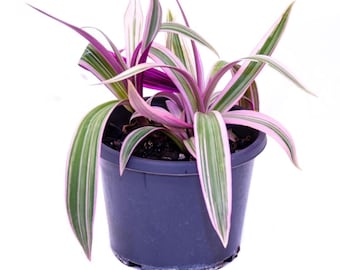 Artificial Dracaena Plant in Pot – Small Faux Indoor Desk