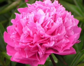 Edulis Pink Peony Bare Root – doppelte duftende Staude (3–5 Äuglein)