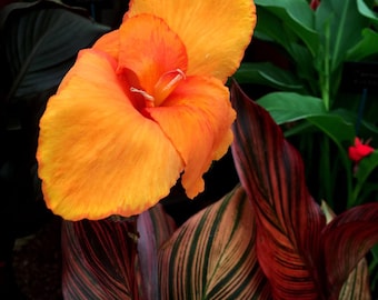 Durban Canna Lily Bulb – Variegated Tropical Foliage Plant