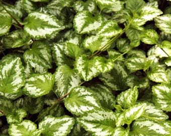 Plantas artificiales para exteriores – Resistentes a los rayos UV