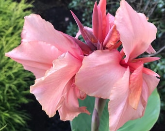 Chinese Coral Canna Lily Bulb – Rare Coral Pink Tropical Flower