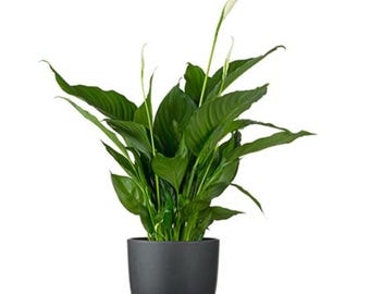 17" Artificial Cast Iron Plant – Faux Potted Indoor Plant for Home & Office