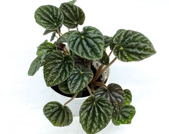 Peperomia Live Plant – Ripple Foliage Houseplant in 4 Inch Pot
