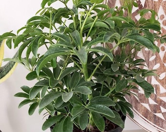 9.5" Artificial Olive Leaf Plant – Faux Potted Greenery in Black Planter