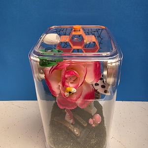 Jumping Spider Enclosure