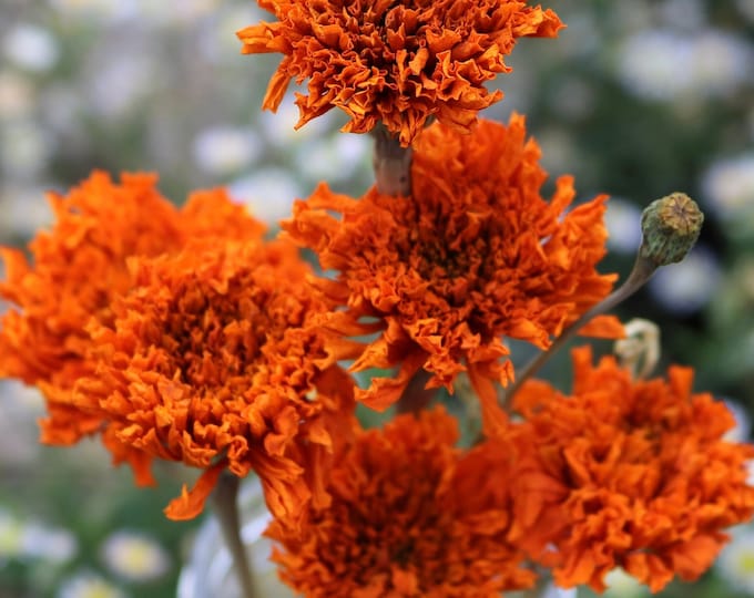 Featured listing image: Dried Orange Marigold Flower Bunch Dried Flowers Autumn Decor