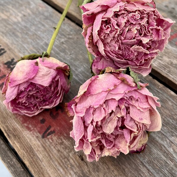 Dried Pink Peony Flower Bunch with 3 Stems, Dry Natural Flower Wedding Bouquet