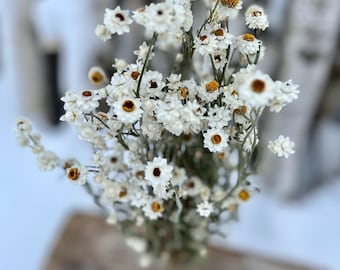 White Dried Ammobium Bunch Winged Everlastings, White Daisies