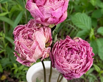 Dried Pink Peony Blooms Flower Bunch with 3 Stems, Dry Natural Peonies