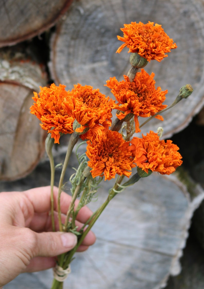 Peut inclure: Un bouquet de fleurs de souci s&eacute;ch&eacute;es orange, li&eacute;es avec une ficelle naturelle.