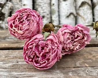 Dried Pink Peony Blooms Flower Bunch with 3 Stems, Dry Natural Peonies