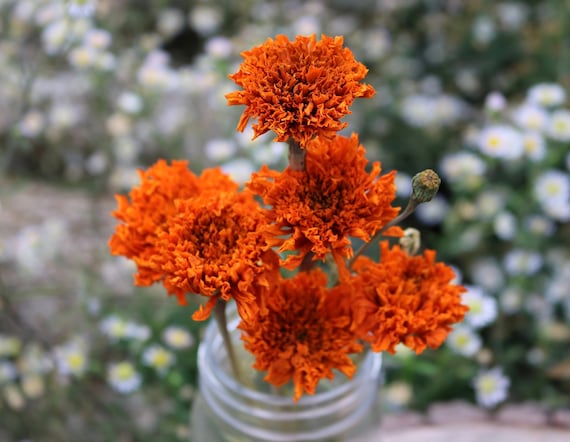 Dried Orange Marigold Flower Bunch Dried Flowers Autumn Decor
